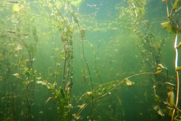 HISWA-RECRON blij met oproep van overheden over waterplantenproblematiek aan de Rijksoverheid 