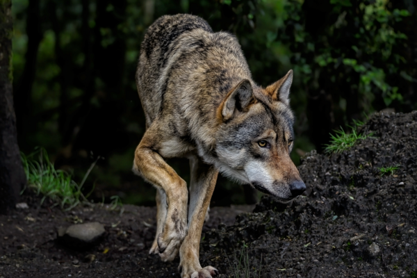 Provincie Drenthe ondersteunt recreatieondernemers met informatie over de wolf
