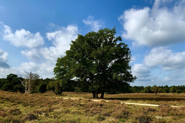 Kabinet schrapt 24 miljoen voor Nationale Parken: impact op recreatiesector